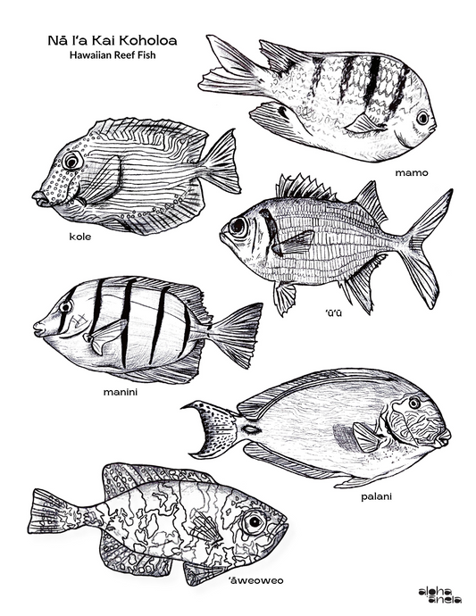 Hawaiian Reef Fish Coloring Page